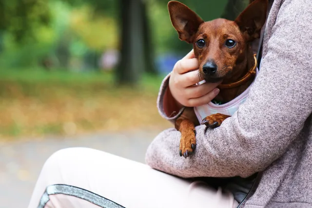10 Dog Park Etiquette Rules to Never Break: The Do's & Don't's