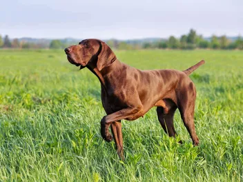 10 Deer Hunting Dog Breeds: Understanding Which Is Right for You