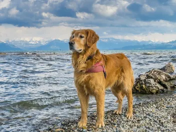 Are Golden Retrievers Good for First-Time Owners? Facts & FAQ