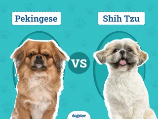 Pekingese vs Shih Tzu: Which Should I Choose? (With Pictures)