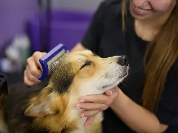 Dog Brushes Based on Coat Type: 6 Vet-Approved Options