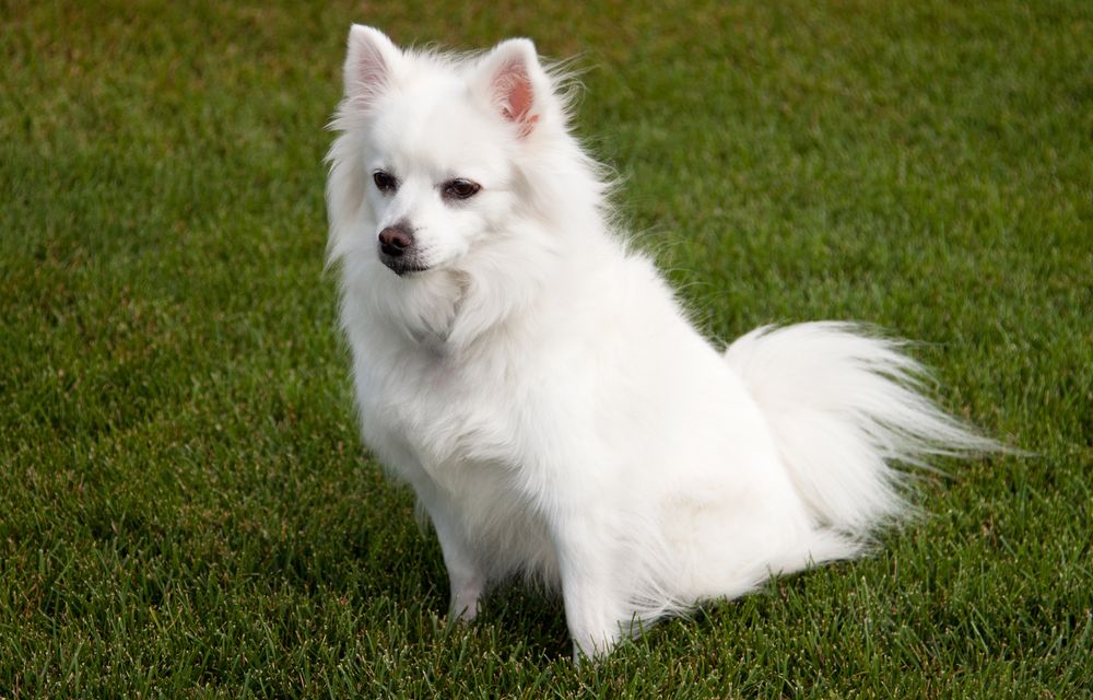 Miniature-American-Eskimo-Dog