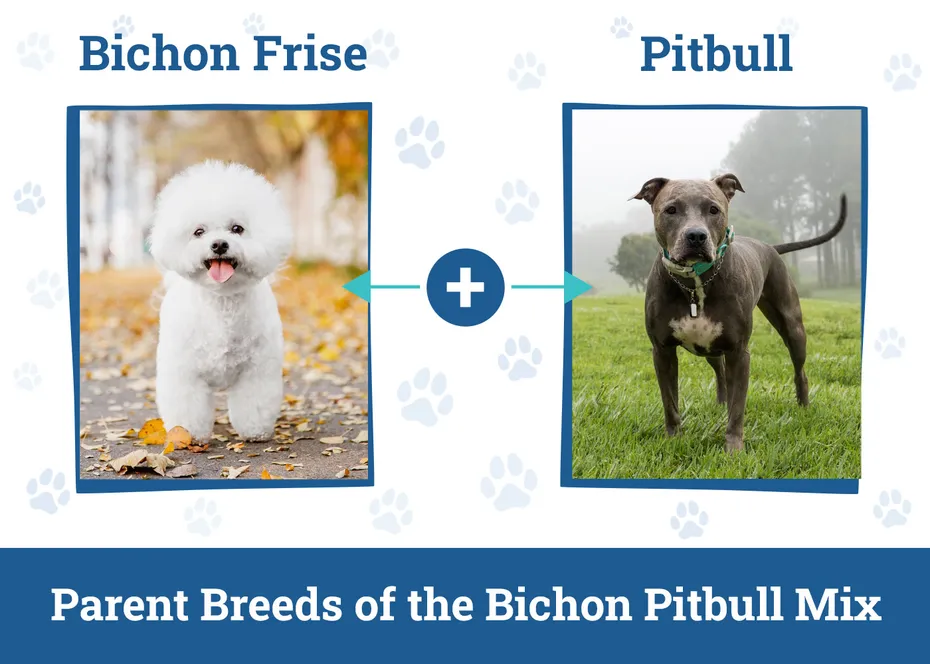 Parent Breeds of the Bichon Pitbull Mix