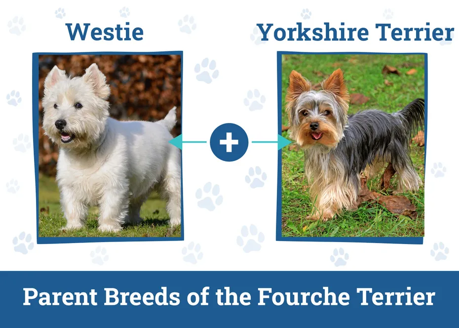 Parent Breeds of the Fourche Terrier