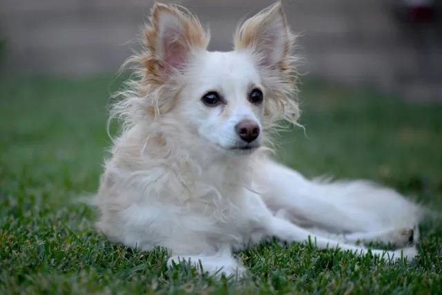 18 Papillon Mixes: Info, History & Pictures