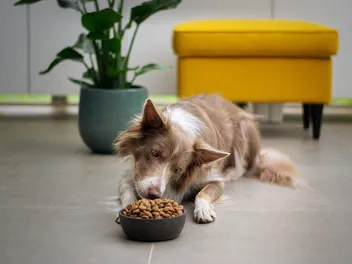 What Happened to Mighty Dog Dog Food? Does It Still Exist in 2026? (Answered)