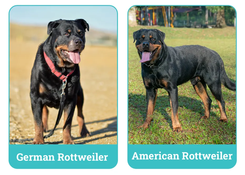 German vs American Rottweiler Side By Side