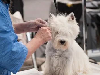 What Is Hand Stripping in Dog Grooming? Pros, Cons & FAQ