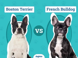 Boston Terrier vs. French Bulldog: The Main Differences (With Pictures)