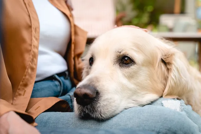 Are Golden Retrievers Hypoallergenic? Important Info