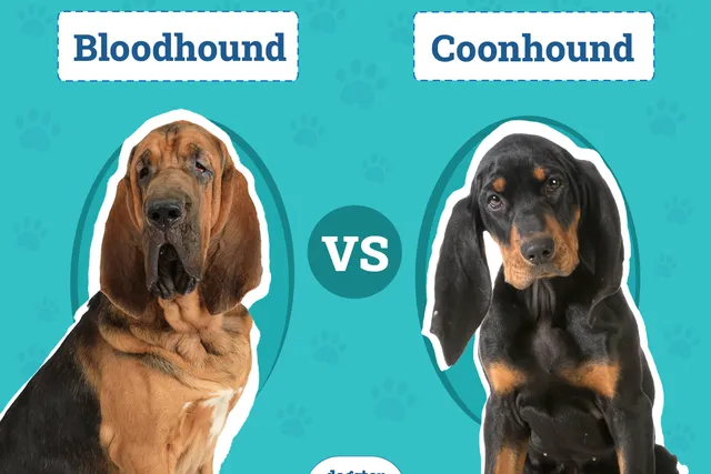 Bloodhound vs Coonhound: The Differences (With Info & Pictures)