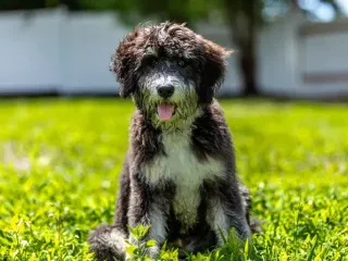 How Big Will My Bernedoodle Get? Vet-Verified Size & Growth Chart
