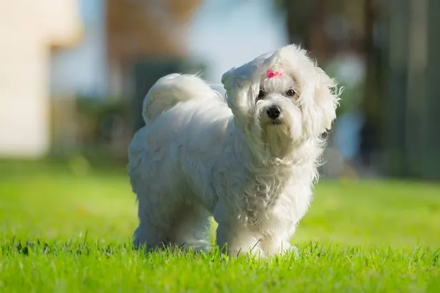 How Much Does a Maltese Smell? Breed Facts & Care Tips