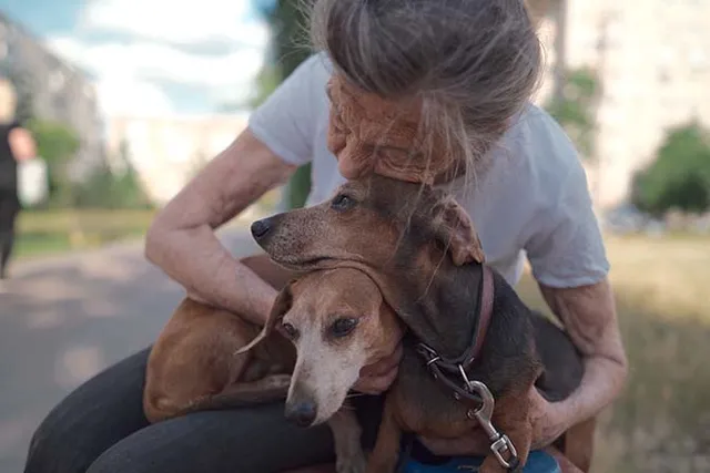 Why Is My Dachshund So Needy? 5 Common Reasons