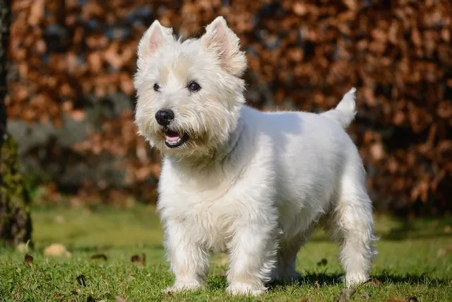 How Much Do Westies Bark? Read Before You Bring One Home (Vet-Reviewed)