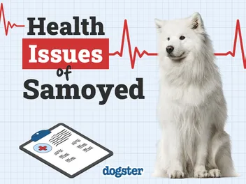 7 Samoyed Health Issues You Should Know Before You Get One