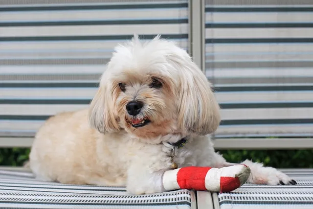How Do Dogs Feel Pain? Differences With Humans & Signs to Look For