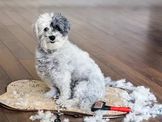 How to Groom a Havanese: 6 Vet-Approved Tips