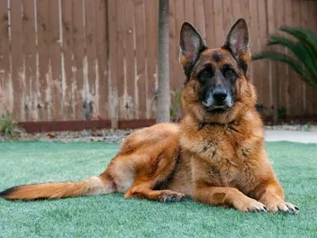 Do Dogs Remember the Past? What The Science Tells Us