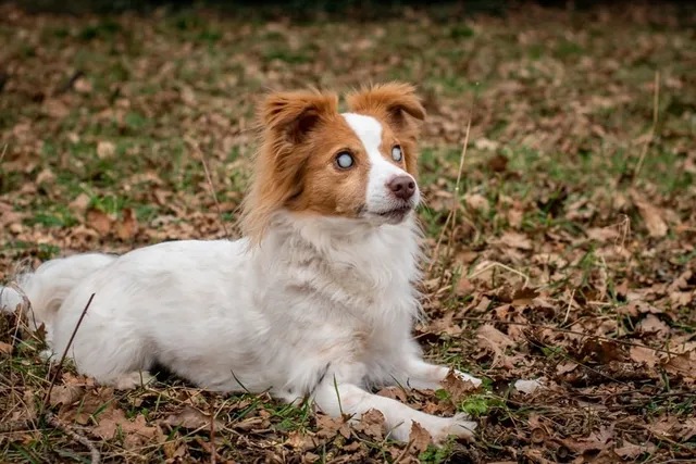Living With a Blind Dog: 14 Vet-Approved Tips & How to Help Them Live Well