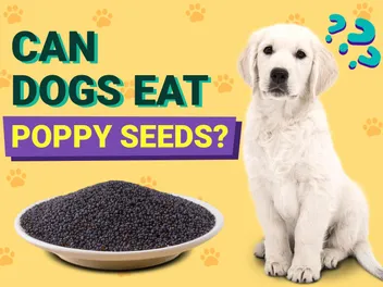 Can Dogs Eat Poppy Seeds? Vet-Approved Risks & FAQ
