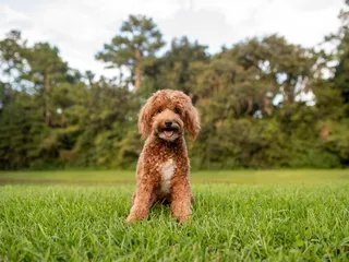 9 Vet-Verified Mini Goldendoodle Pros & Cons: Considerations Before Bringing One Home
