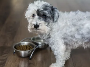 11 Best Dog Foods for Havanese in 2026 - Reviews & Top Picks