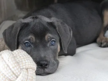 11 Best Dog Foods for Cane Corso Puppies in 2026 - Reviews & Top Picks