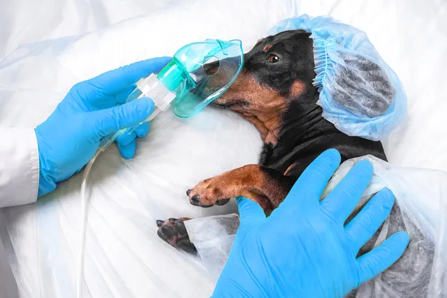 Is It Safe to Put a Dog Under Anesthesia for Teeth Cleaning? Our Vet Explains Side Effects & Safety Concerns