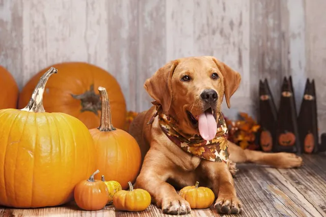 Best Canned Pumpkin for Dogs: Our Top 6 Picks in 2026