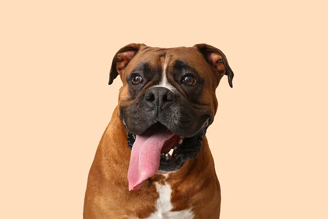 How Long Do Boxers Live? Vet-Verified Average Lifespan, Data & Care