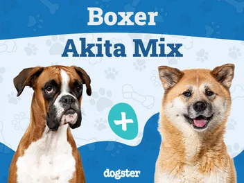 Boxita (Akita Boxer Mix): Info, Pictures, Care & More