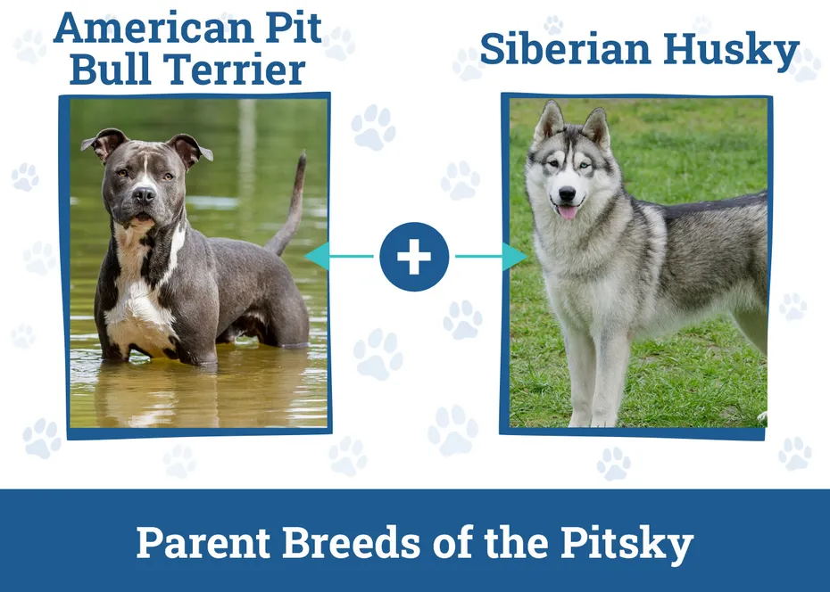 Parent Breeds of the Pitsky