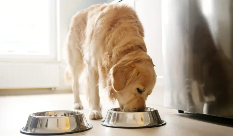 dog eating golden retriever