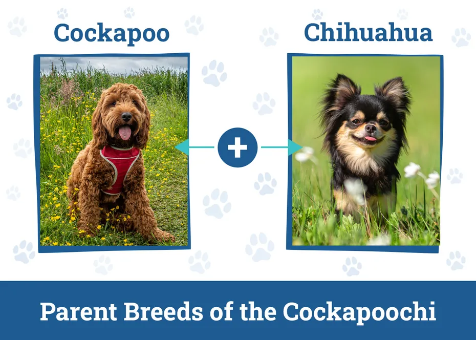 Parent Breeds of the Cockapoochi