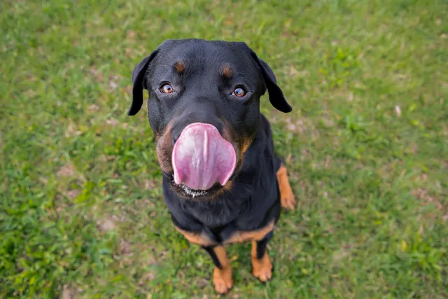 Why Do Dogs Lick Their Lips? 8 Vet-Verified Reasons and Facts