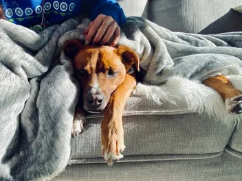 How Many People Sleep With Their Pets? Tips, Facts & FAQ