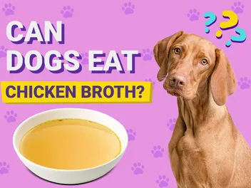Can Dogs Eat Chicken Broth? Vet-Verified Nutrition Facts & Info