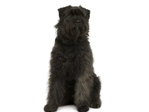 Bouvier des Ardennes