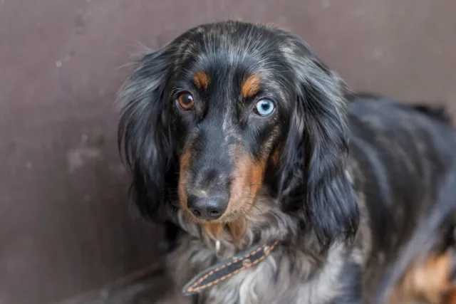 Do Dachshunds Shed a Lot? Vet-Verified Facts & FAQ