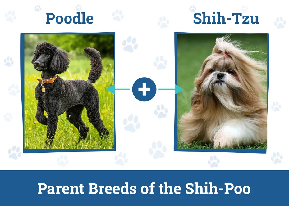Parent Breeds of the Shih-Poo