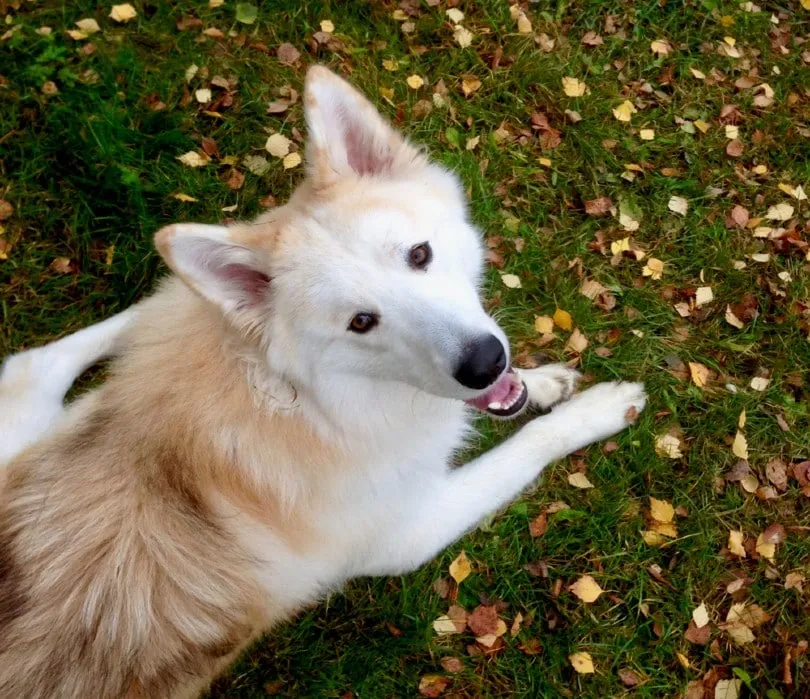 Samusky lying on grass looking up