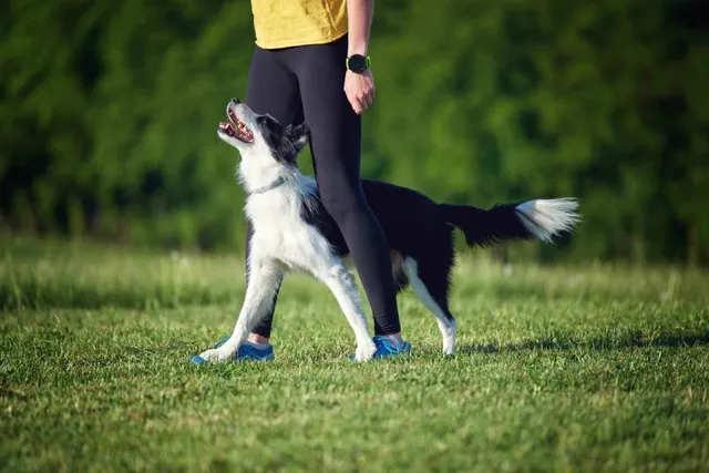 How to Train a Border Collie: 15 Vet-Approved Tips & Tricks