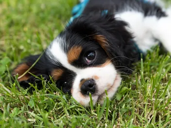 Mini Bernese Mountain Dog Breed: Info, Pictures, Temperament & Traits