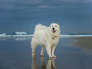 11 Vet-Verified Great Pyrenees Facts That You May Not Know