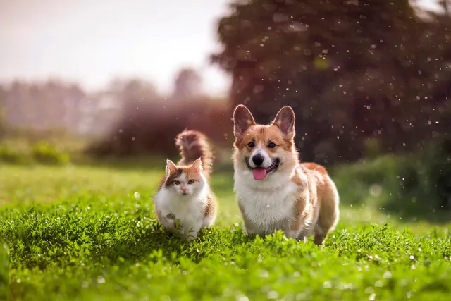 15 Dog Breeds Who Get Along With Other Pets (With Info & Pictures)