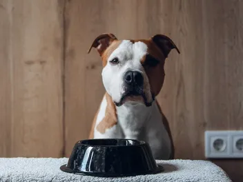 8 Best Dog Foods for American Staffordshire Terriers in 2026 - Reviews & Top Picks