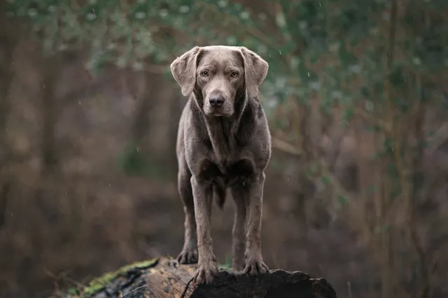 Silver Labrador Retriever Dog Breed: Info, Pictures, Origin & History
