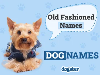 100+ Old Fashioned Dog Names: Vintage Options for Your Pup