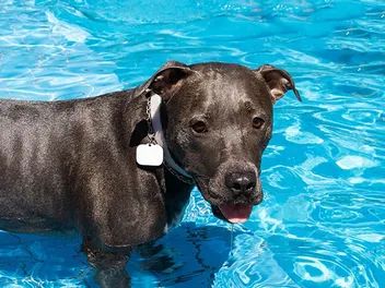 Do Pitbulls Like Water (and Can They Swim)? Facts & FAQ